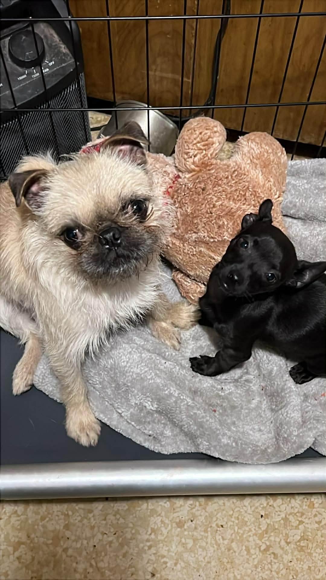 Candy , a ADOPTABLE mixed breed in Sacramento, CA image 5/6