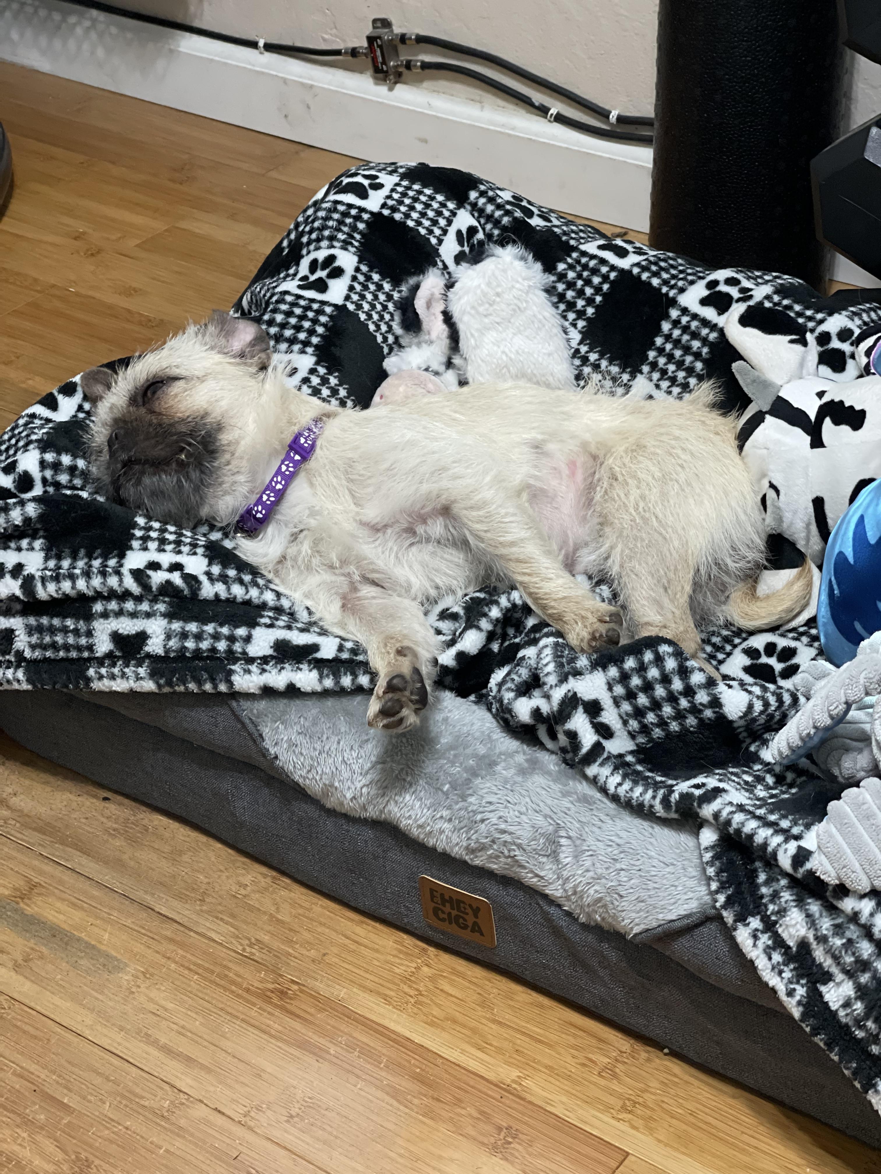 Candy , a ADOPTABLE mixed breed in Sacramento, CA image 6/6