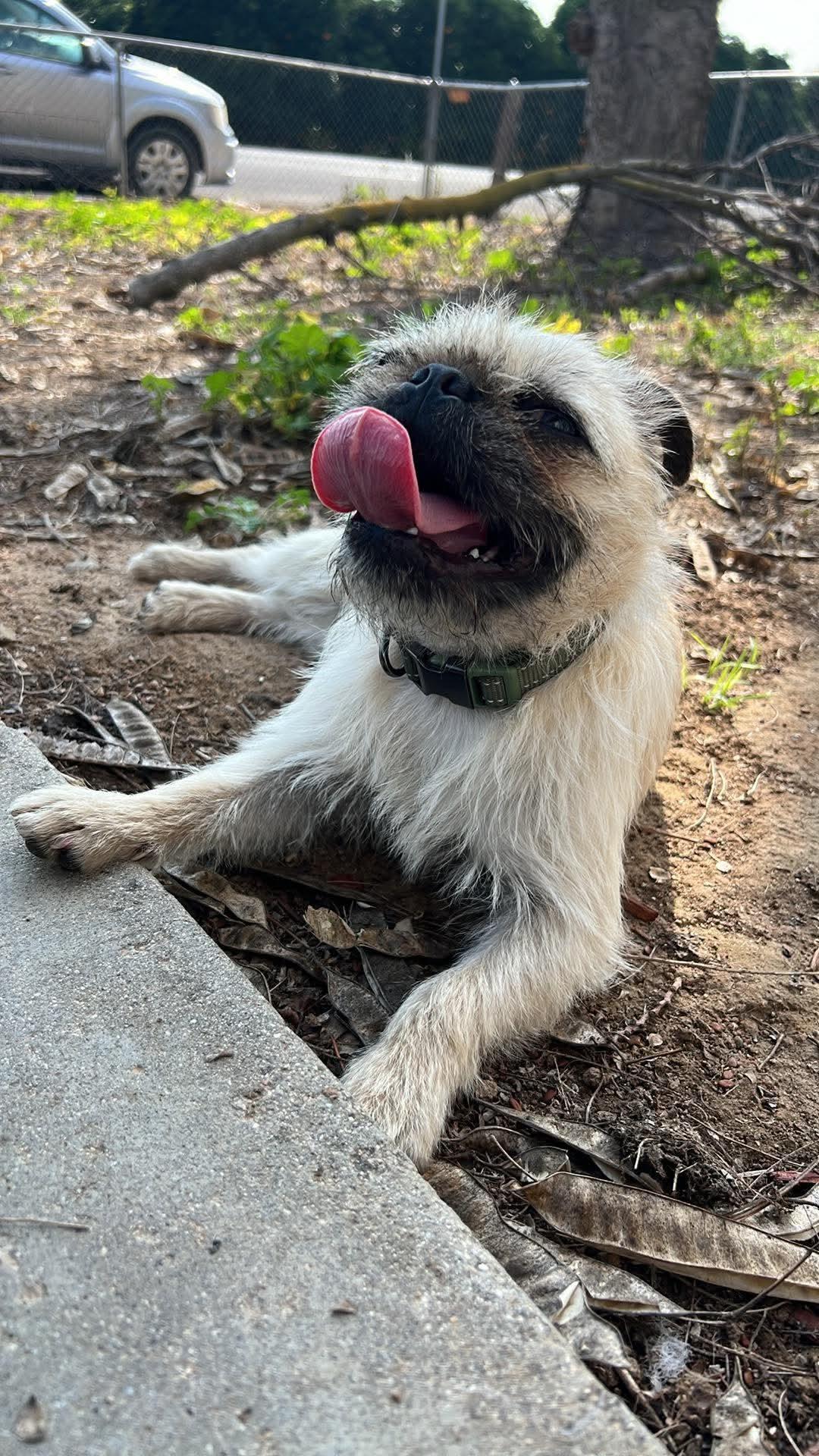 Candy , a ADOPTABLE mixed breed in Sacramento, CA image 4/6