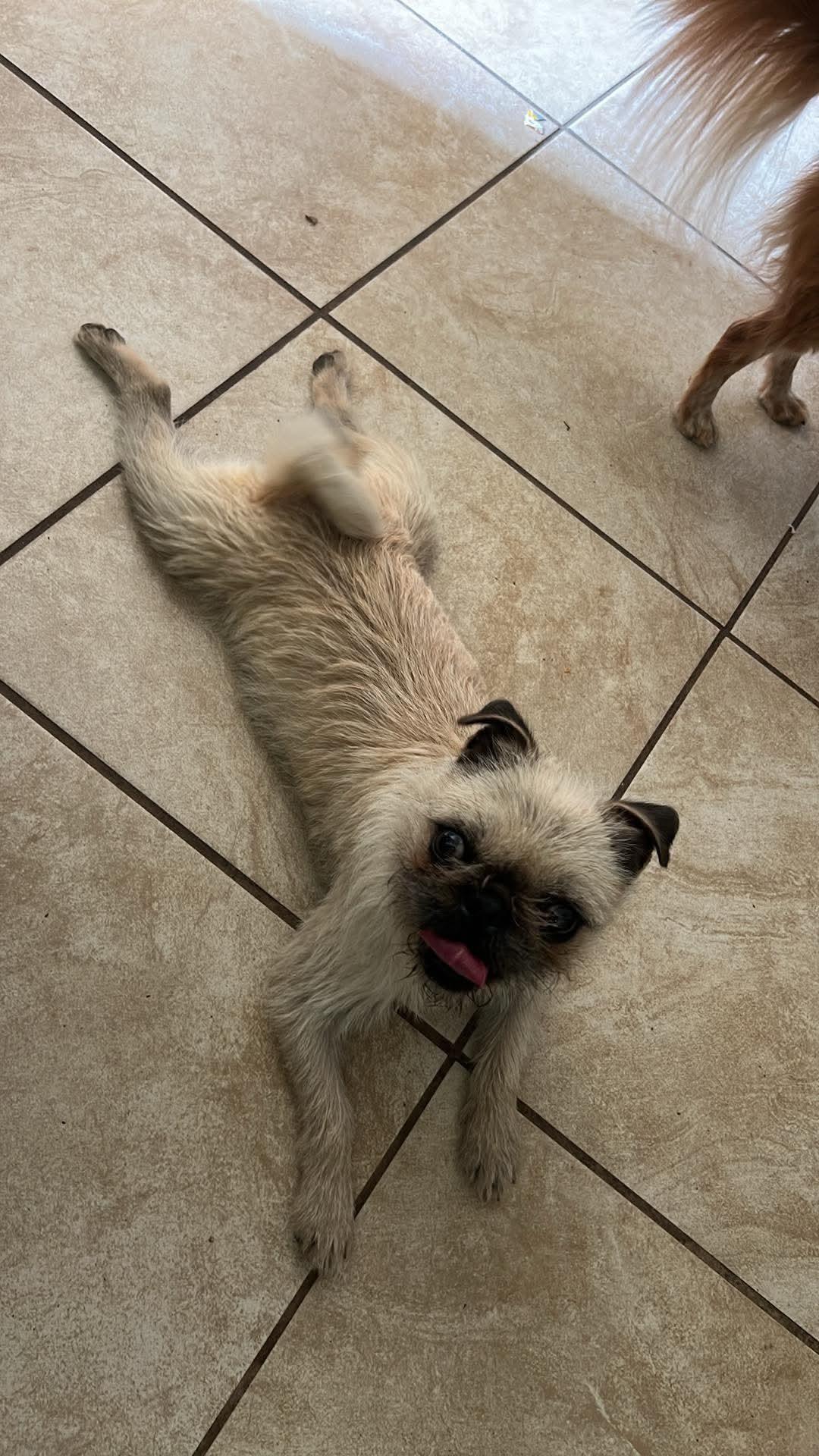 Candy , ADOPTABLE, Adult Female Brussels Griffon & Pug.