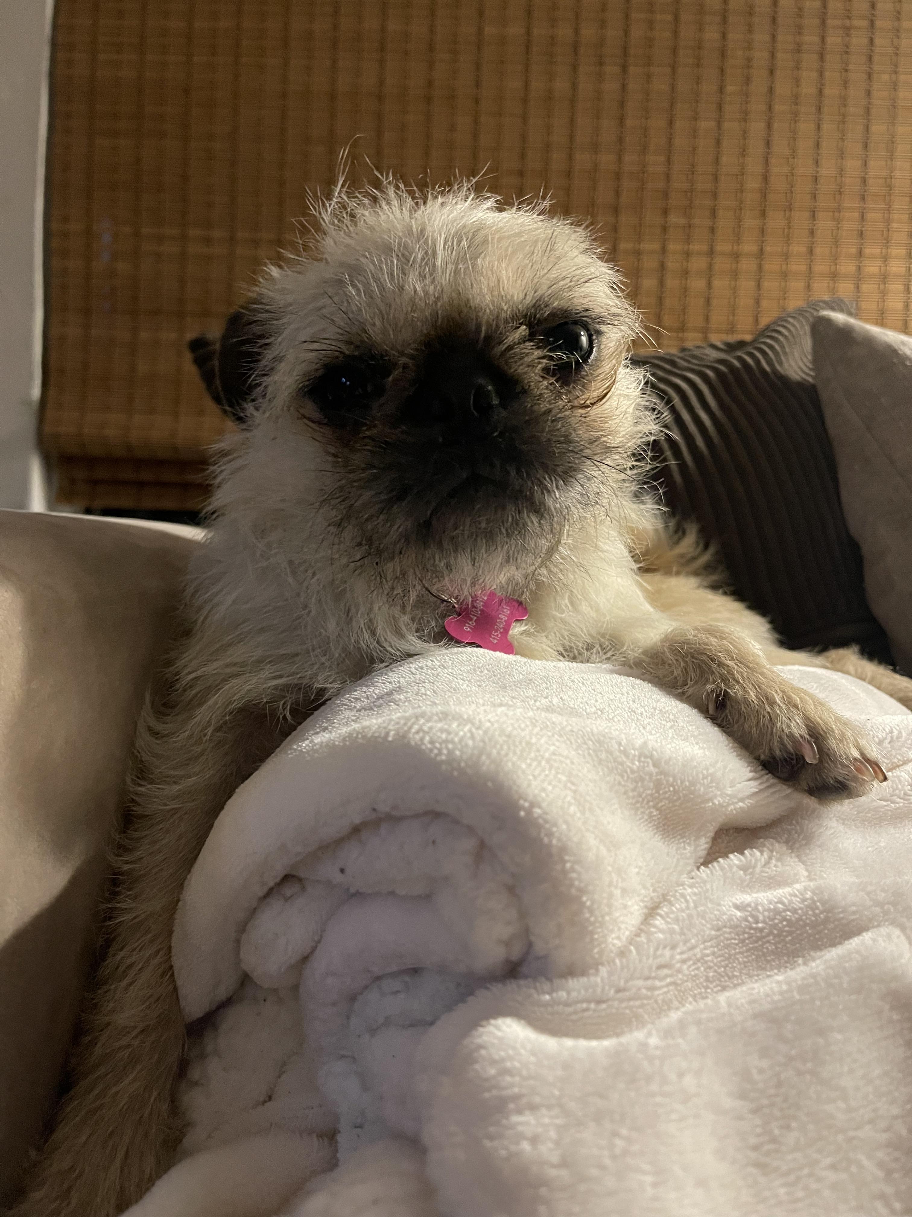 Candy , a ADOPTABLE mixed breed in Sacramento, CA image 3/6