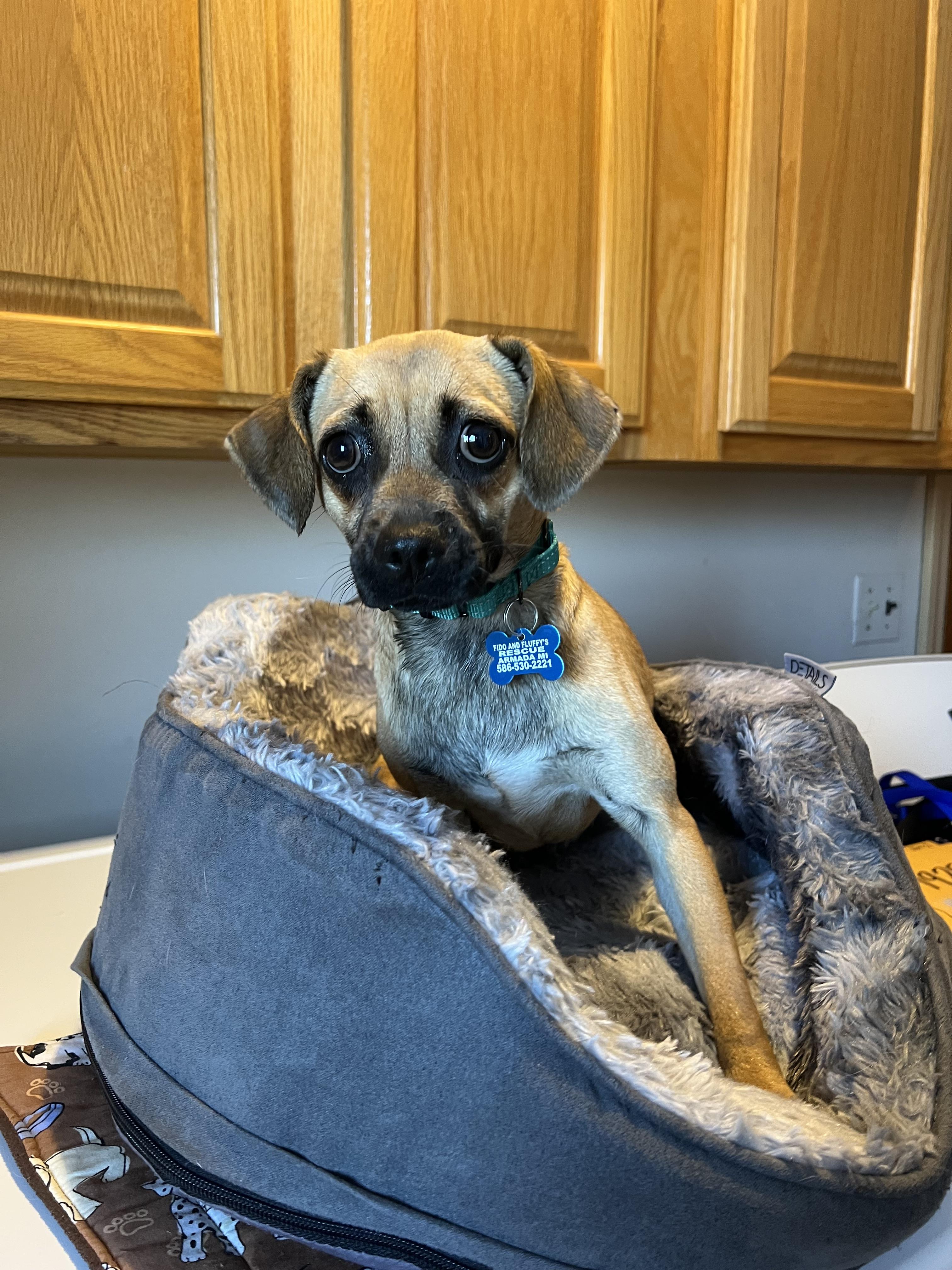 Sweat Pea, adopted, Young Female Chiweenie.