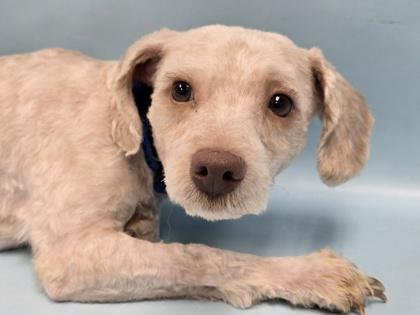Jasper, Adoptable, Adult Male Maltese & Poodle.