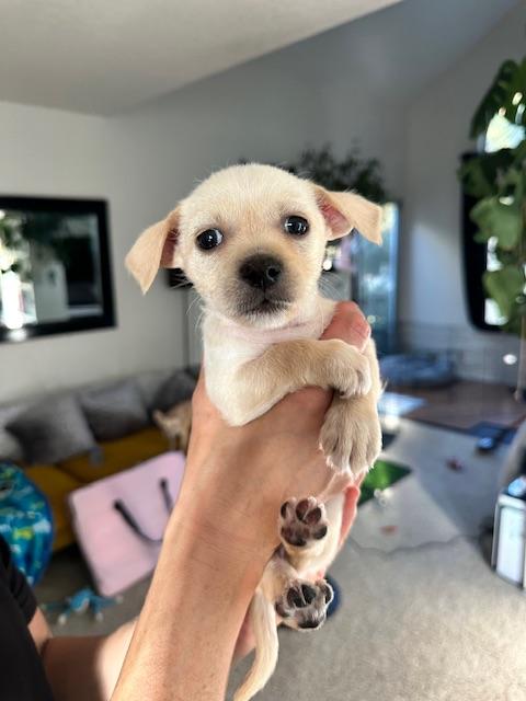 Maggie