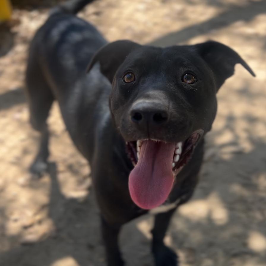 Victor, a Adoptable Pit Bull Terrier in Wiggins, MS image 1/3