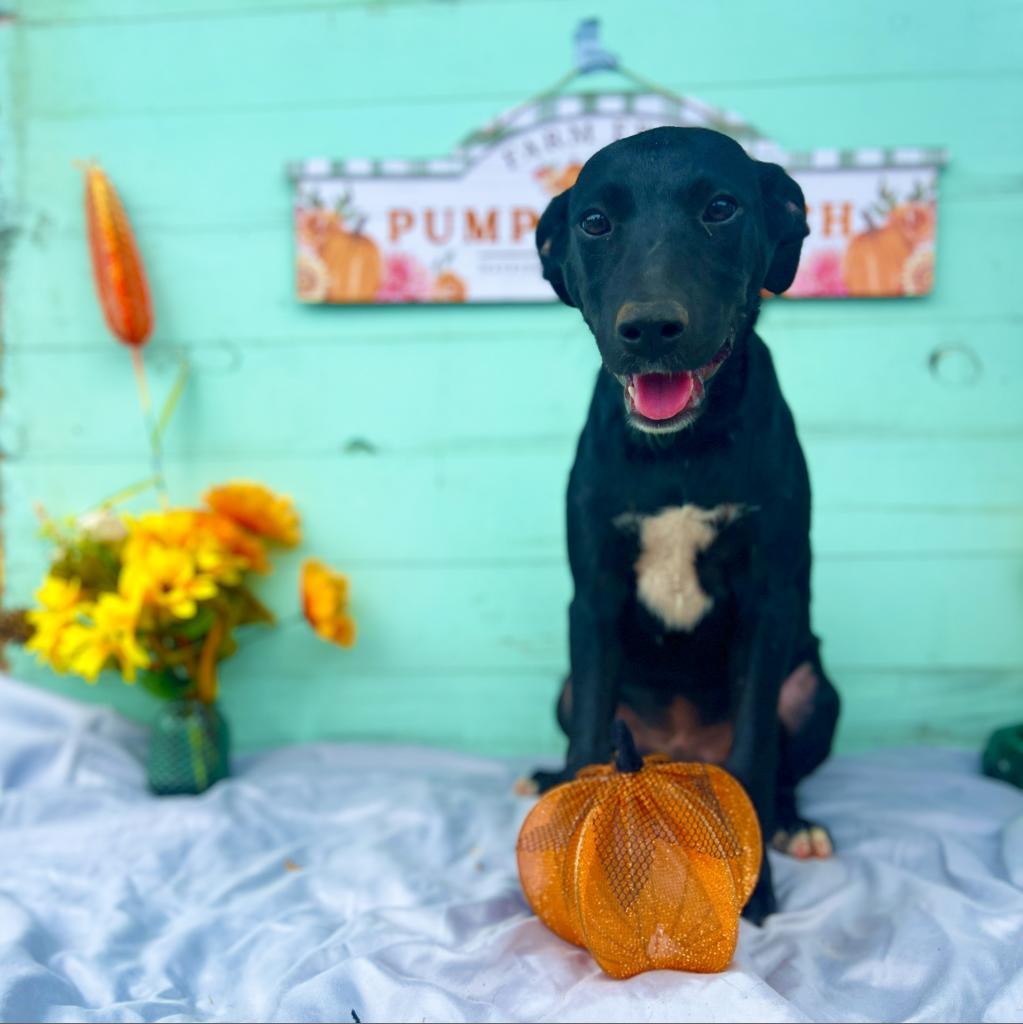 Victor, a Adoptable Pit Bull Terrier in Wiggins, MS image 3/3