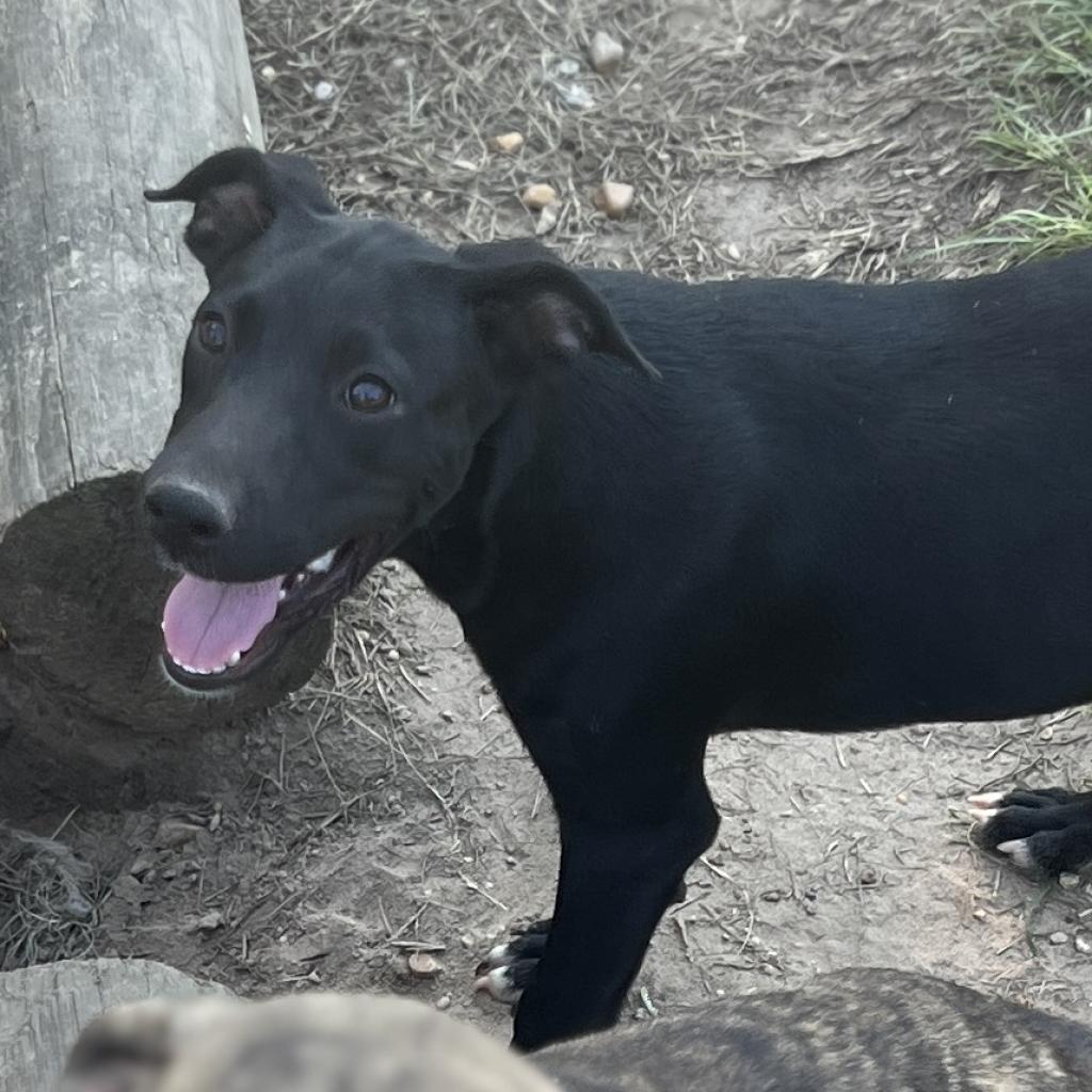 Victor, a Adoptable Pit Bull Terrier in Wiggins, MS image 3/3