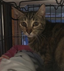 Foxy, Adoptable, Adult Female Tabby.