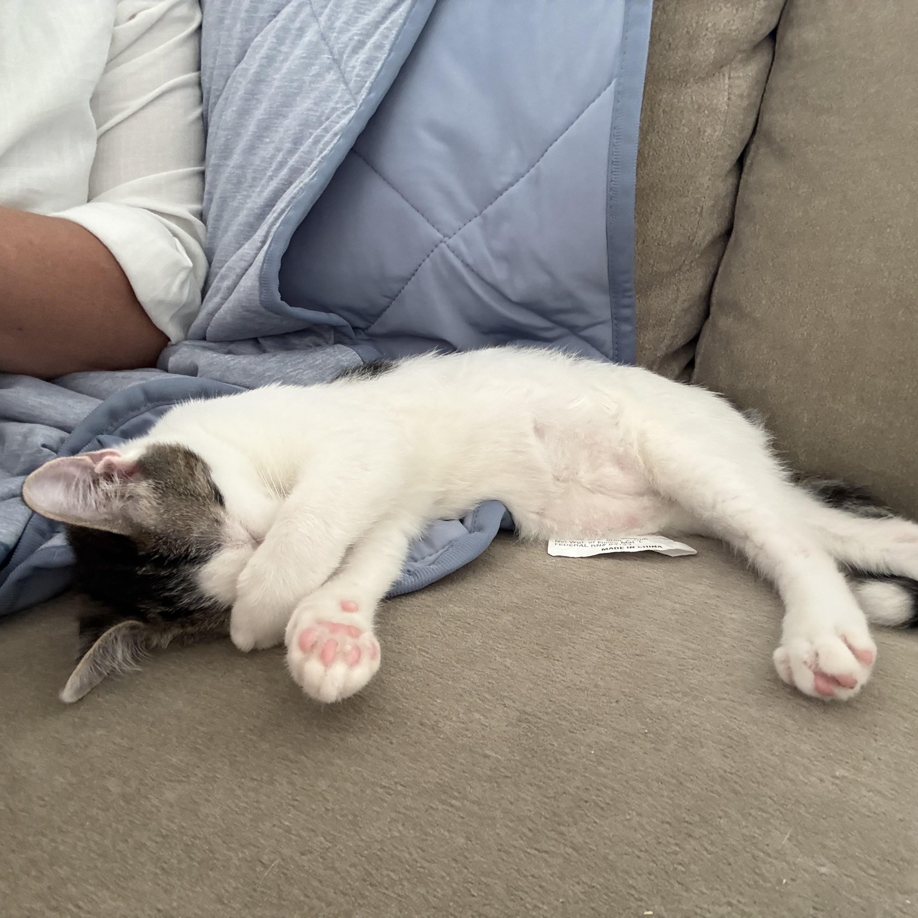 Karma, a ADOPTABLE Domestic Short Hair in Honolulu, HI image 5/6