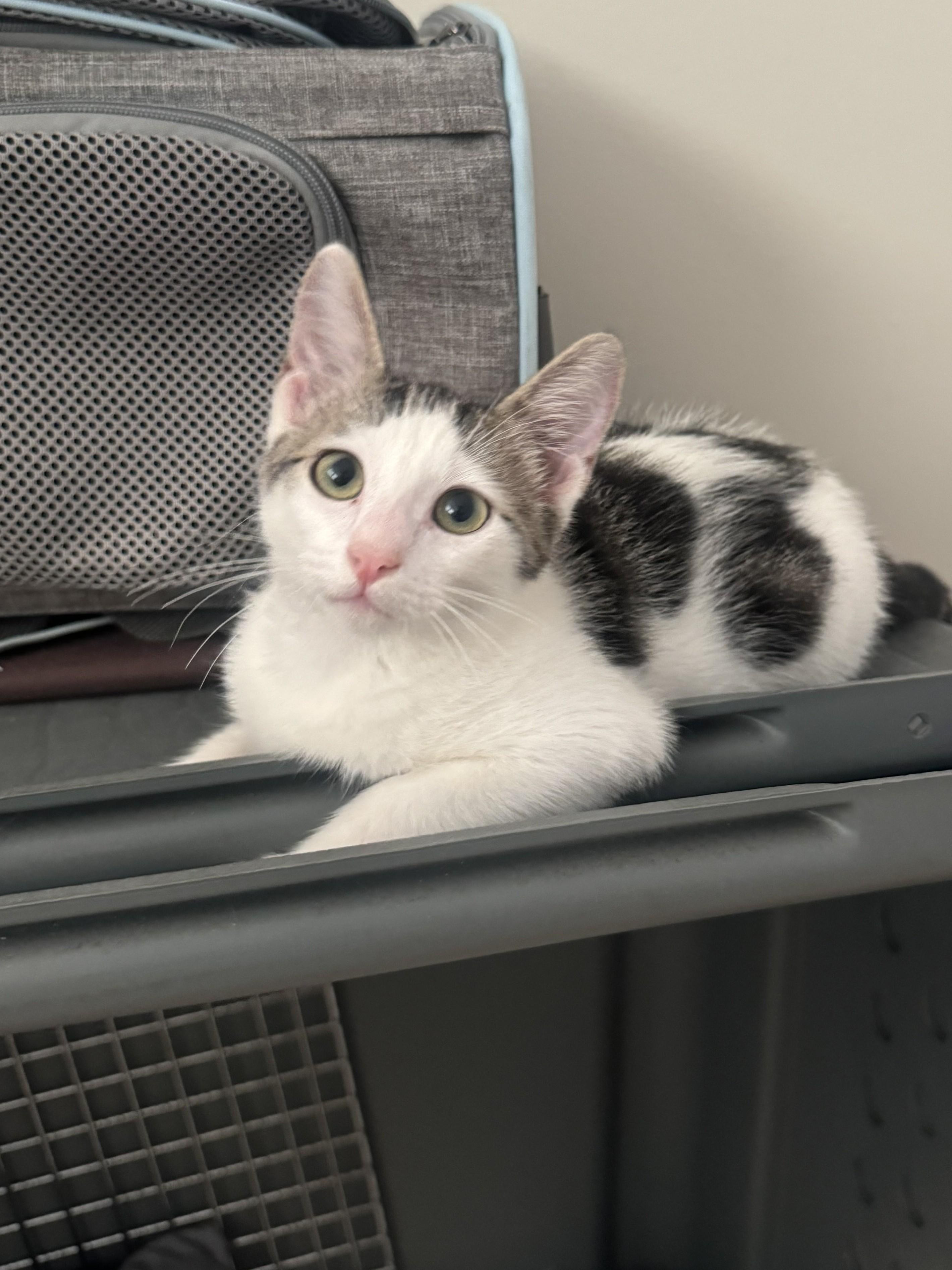 Karma, a ADOPTABLE Domestic Short Hair in Honolulu, HI image 2/6