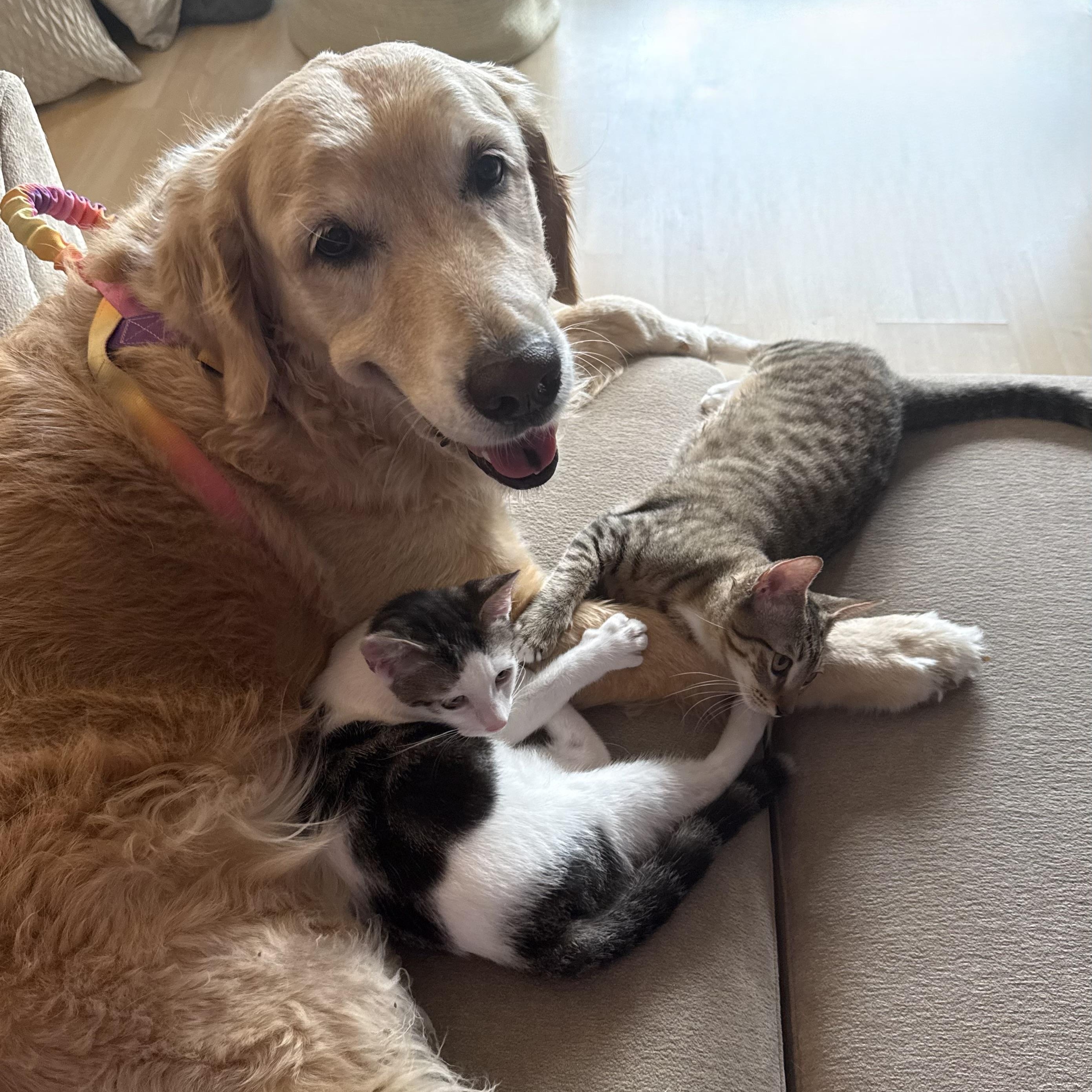 Karma, a ADOPTABLE Domestic Short Hair in Honolulu, HI image 6/6