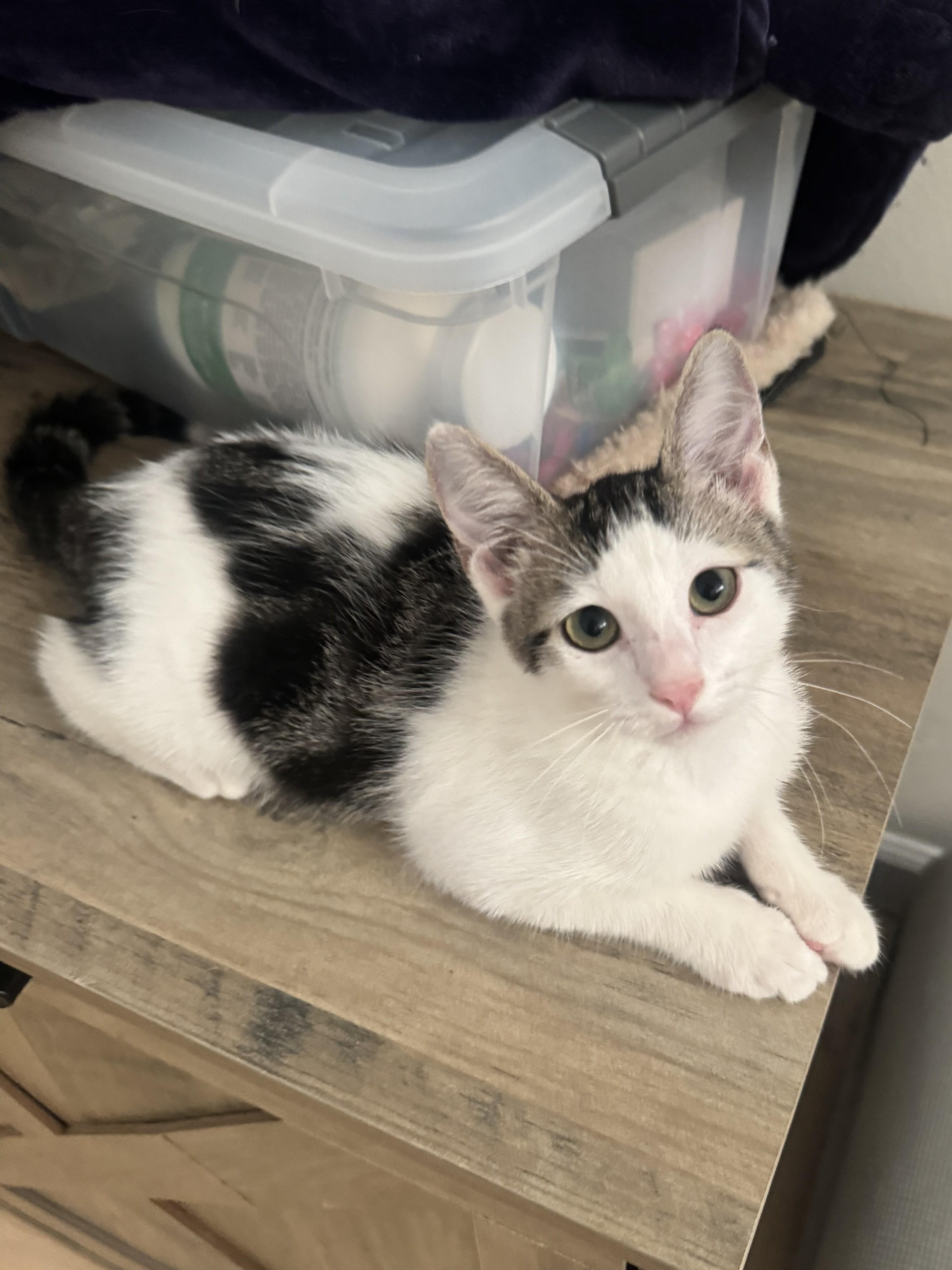 Karma, a ADOPTABLE Domestic Short Hair in Honolulu, HI image 1/6
