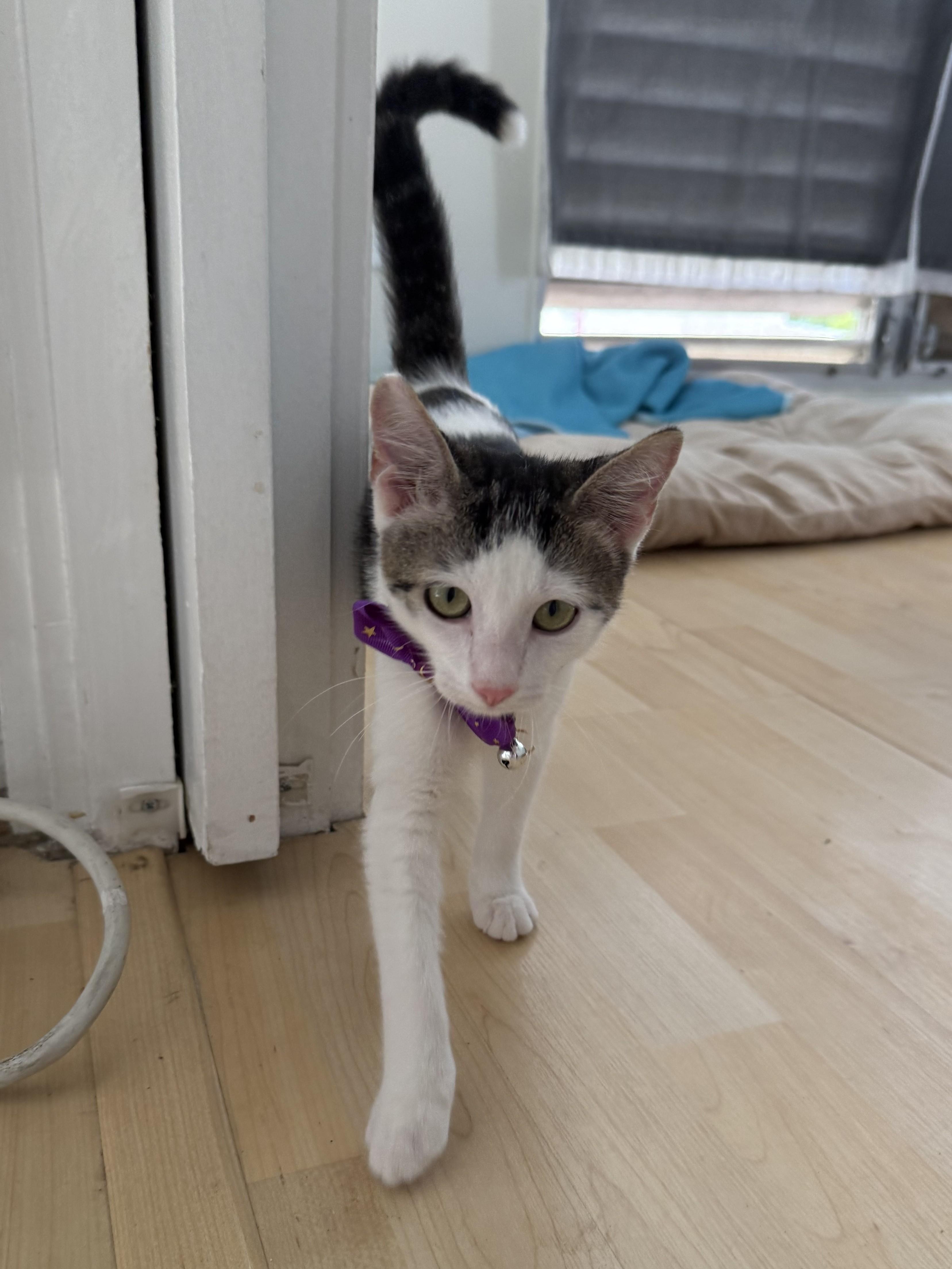 Karma, a ADOPTABLE Domestic Short Hair in Honolulu, HI image 3/6