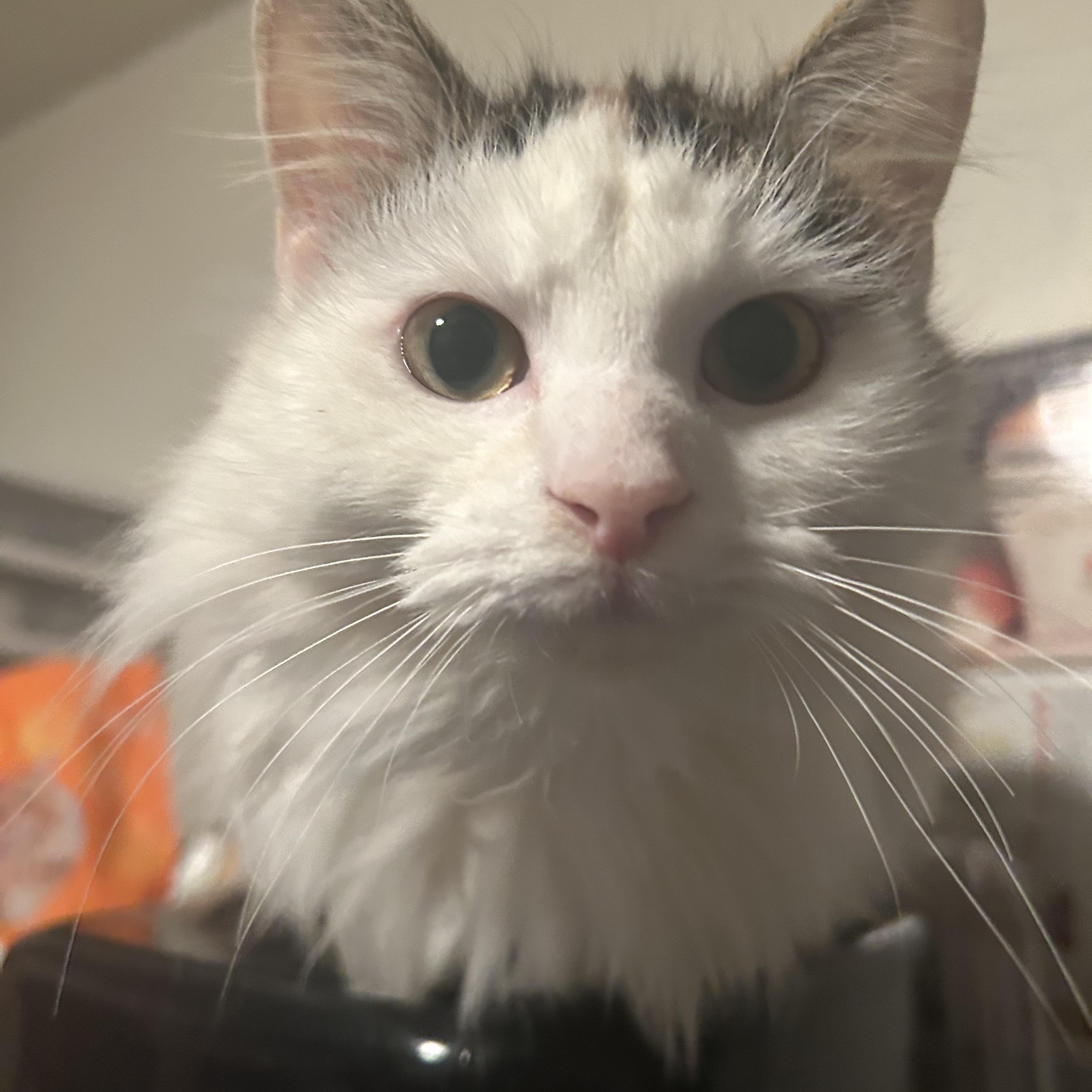 Poof, ADOPTABLE, Adult Female Domestic Medium Hair.