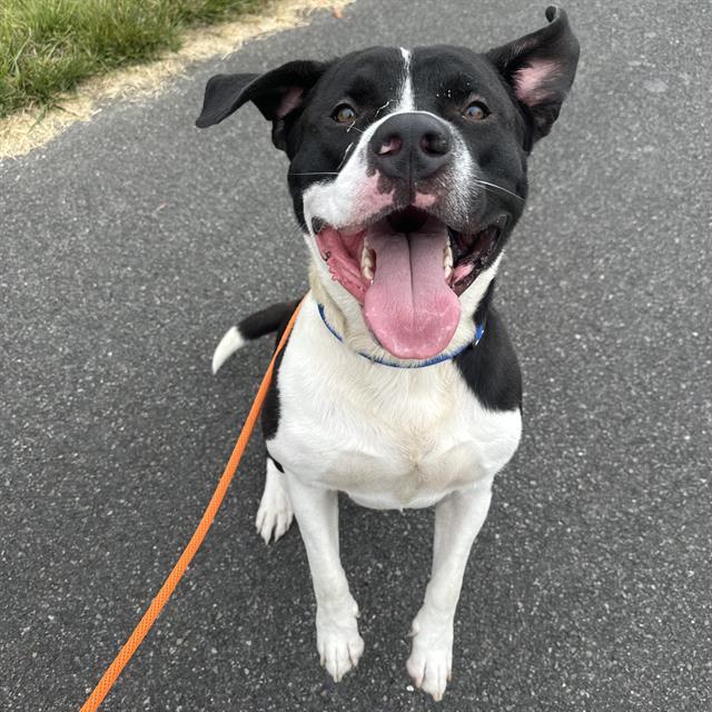 THEDFORD, Adoptable, Adult Male Pit Bull Terrier & Mixed Breed.