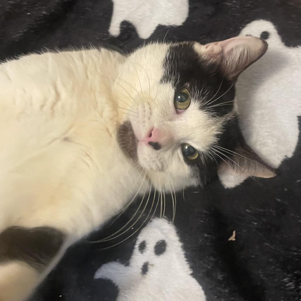 Ferdinand, Adoptable, Adult Male Domestic Short Hair.