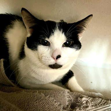 Ferdinand, a Adoptable Domestic Short Hair in Tacoma, WA image 2/4
