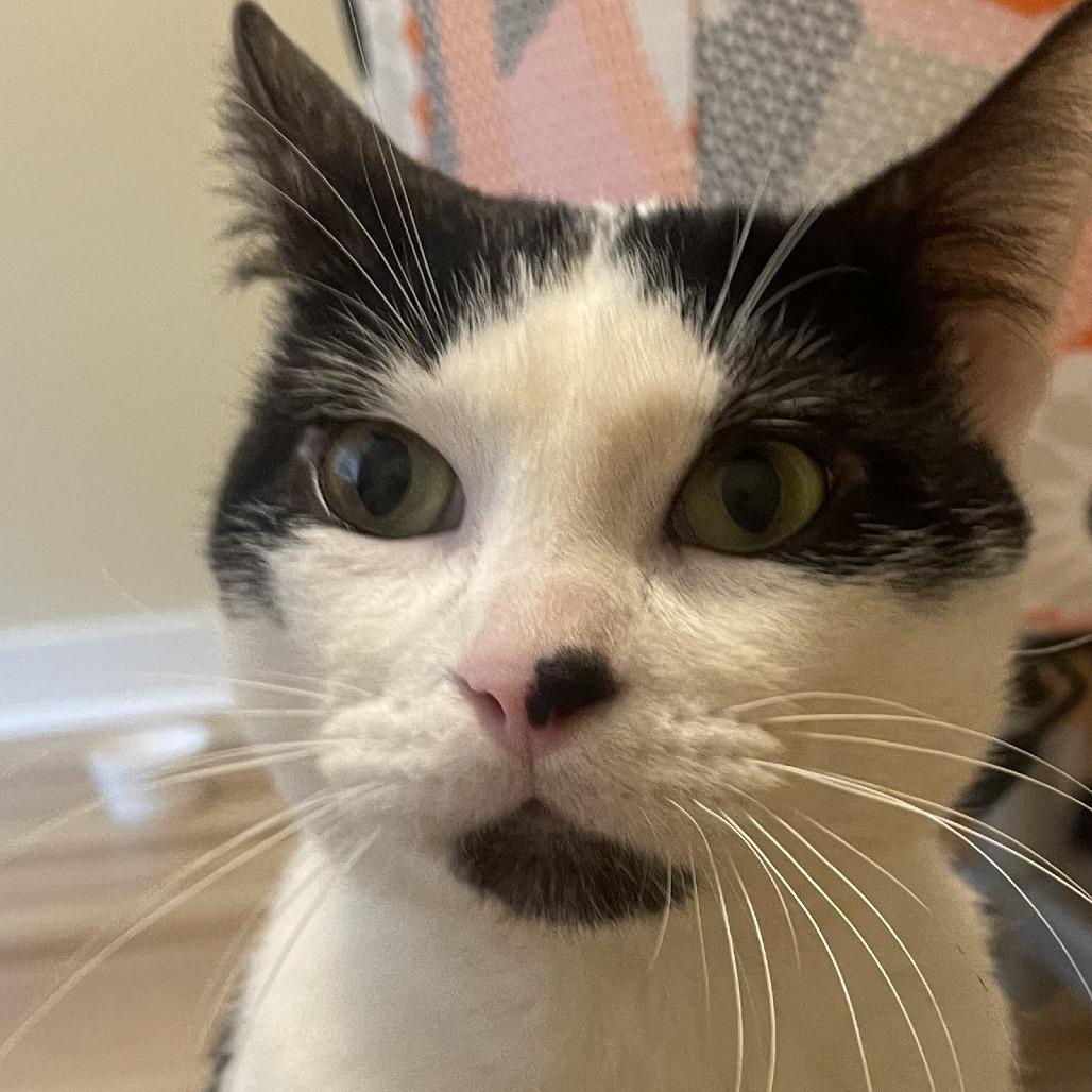 Ferdinand, a Adoptable Domestic Short Hair in Tacoma, WA image 3/4
