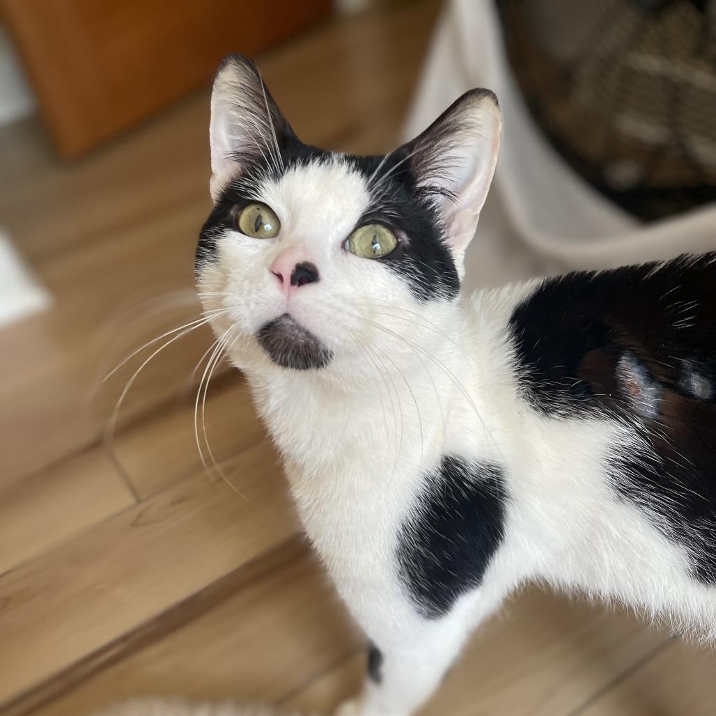 Ferdinand, a Adoptable Domestic Short Hair in Tacoma, WA image 4/4