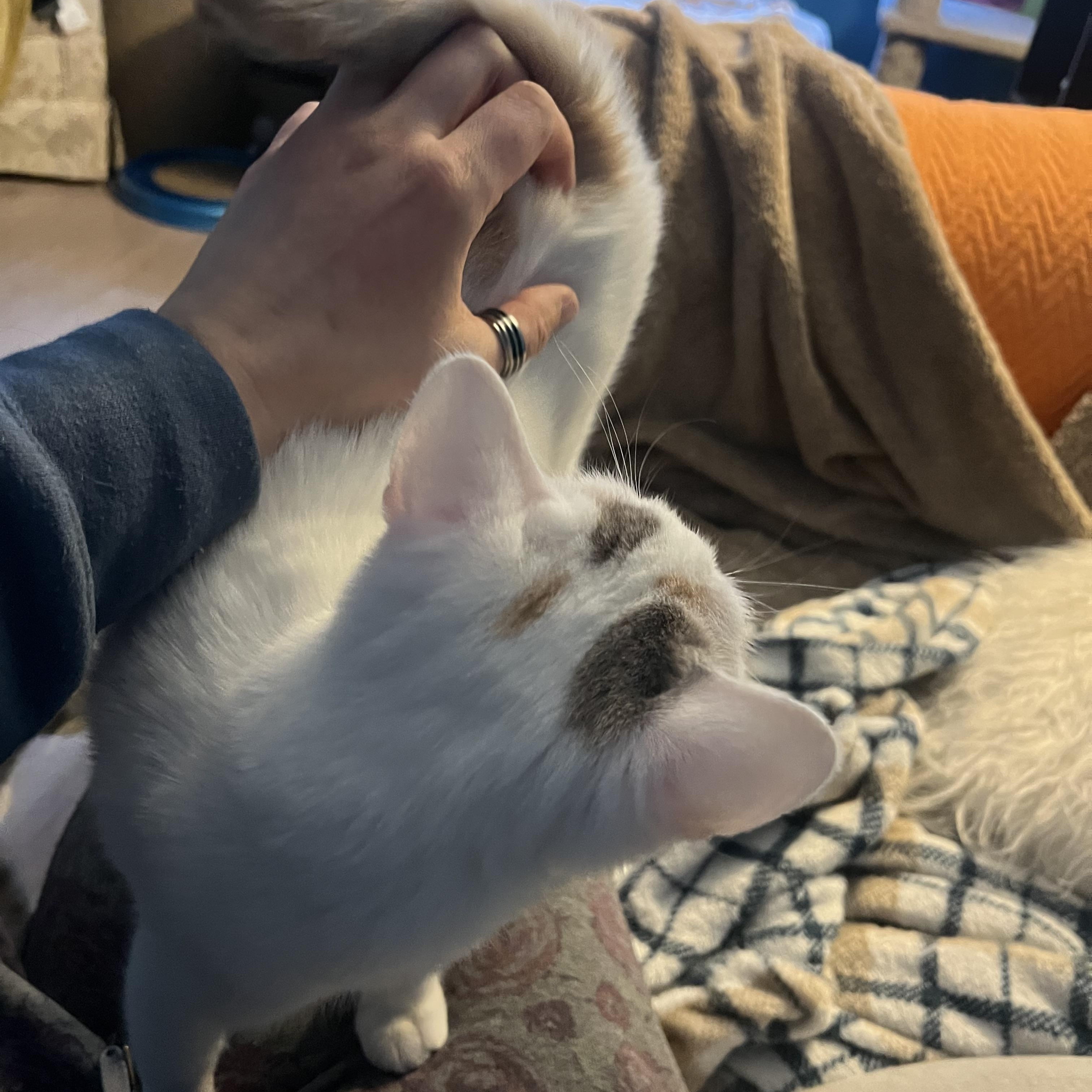 Enlarge Mary Bee, a ADOPTABLE Domestic Short Hair in Vernon, VT image 5/5