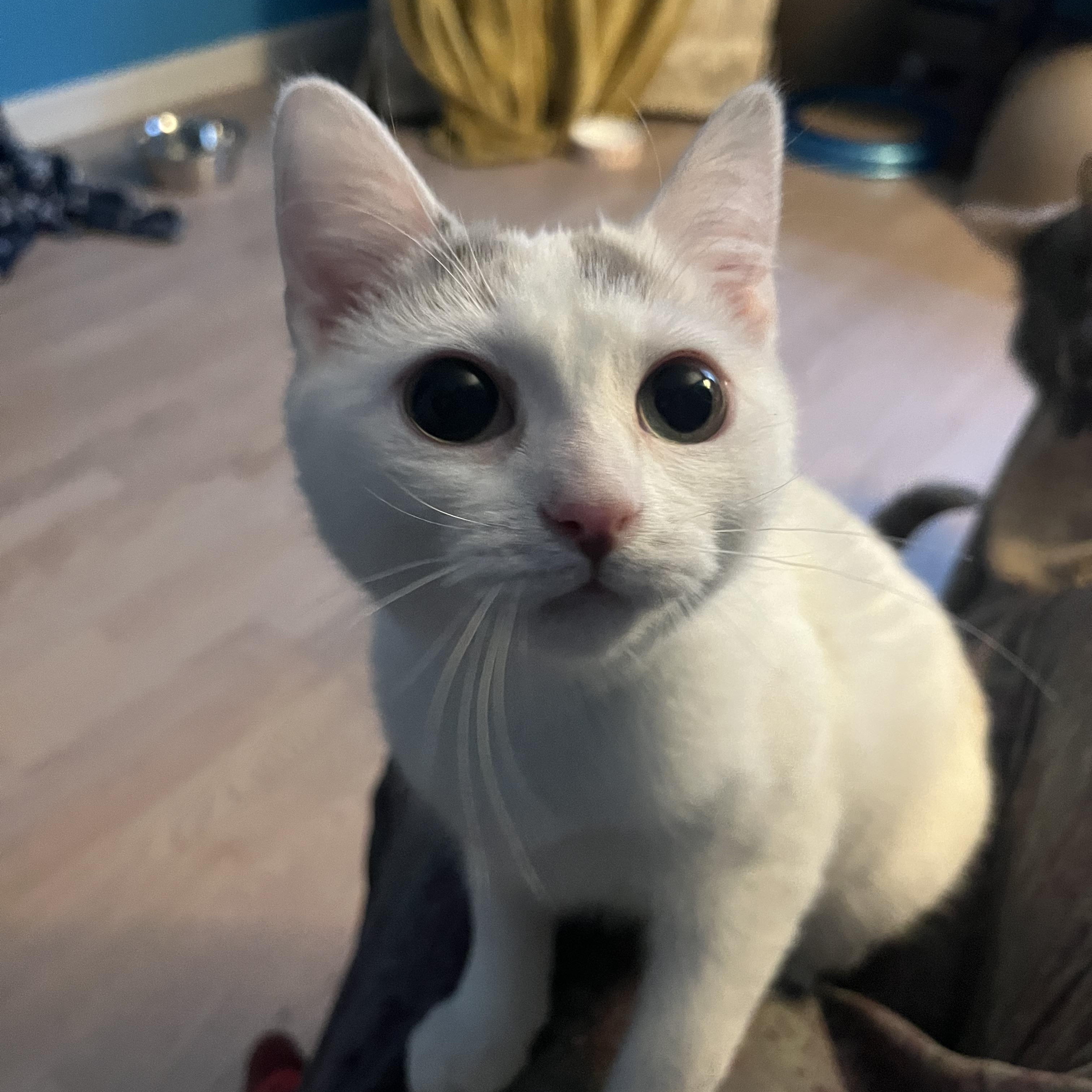 Mary Bee, ADOPTABLE, Young Female Domestic Short Hair.