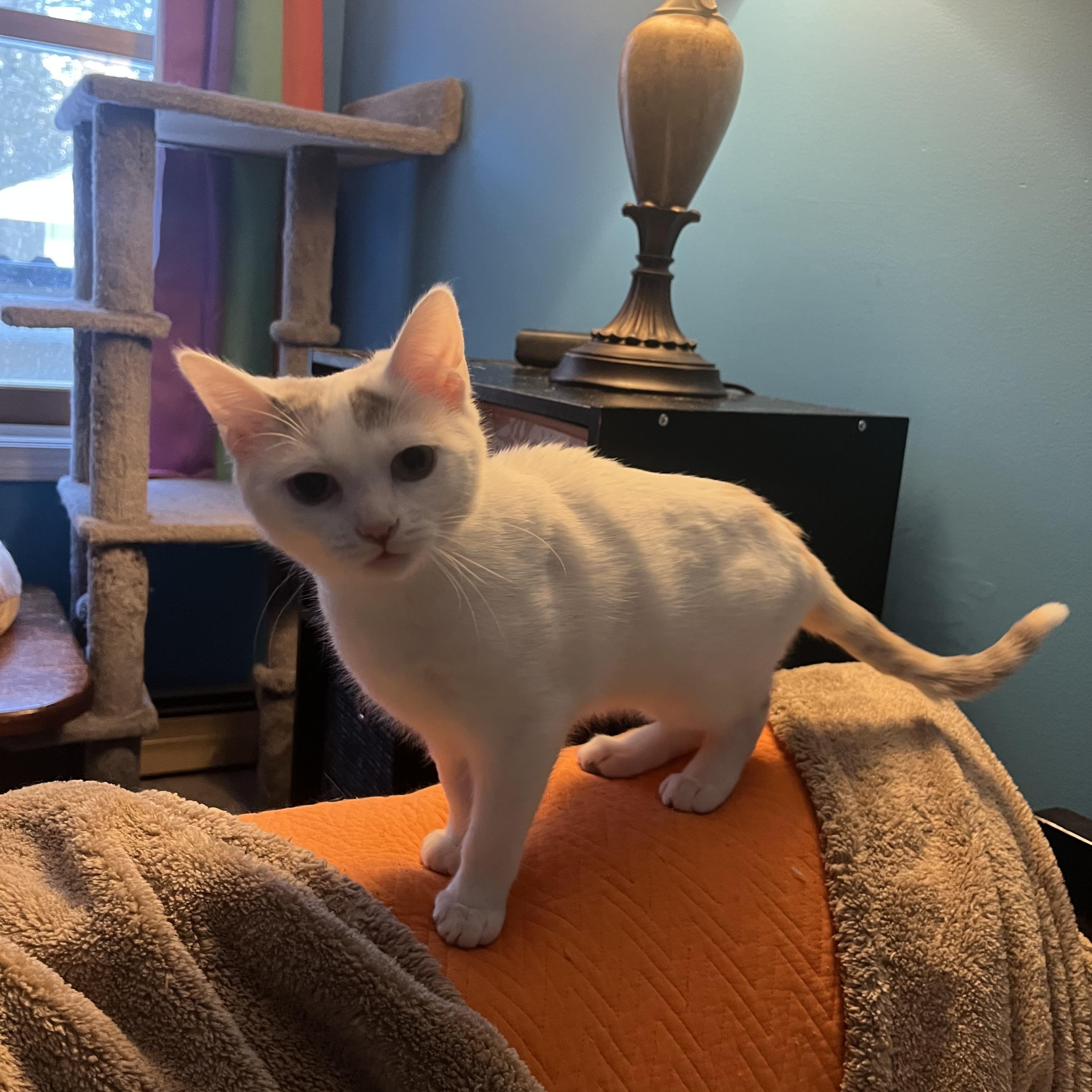 Enlarge Mary Bee, a ADOPTABLE Domestic Short Hair in Vernon, VT image 3/5