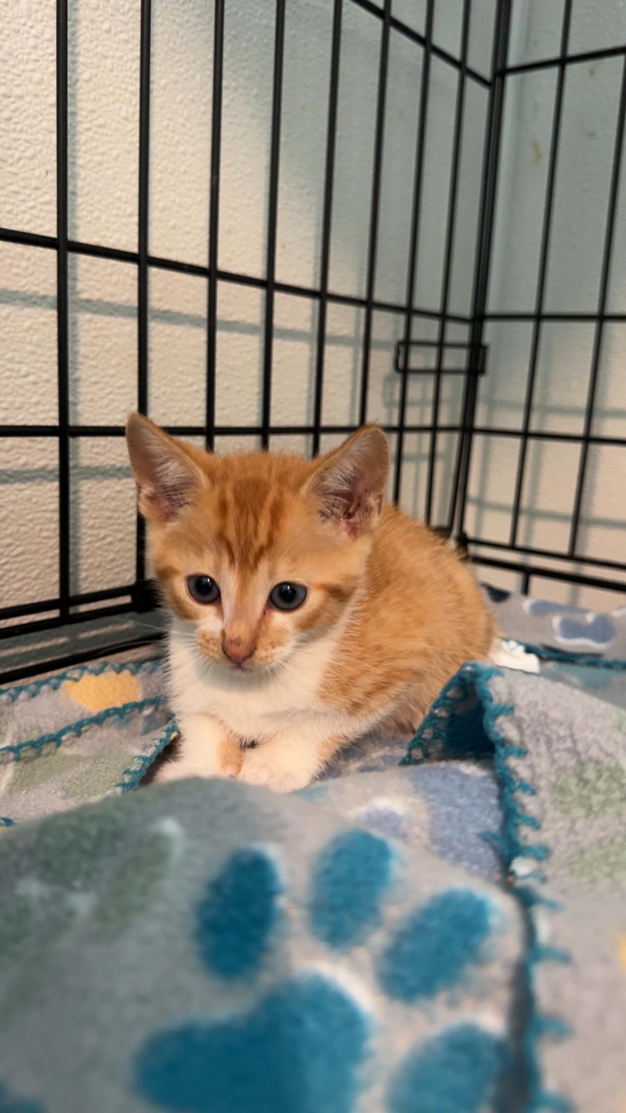 Persimmon, Adoptable, Kitten Male Domestic Short Hair.