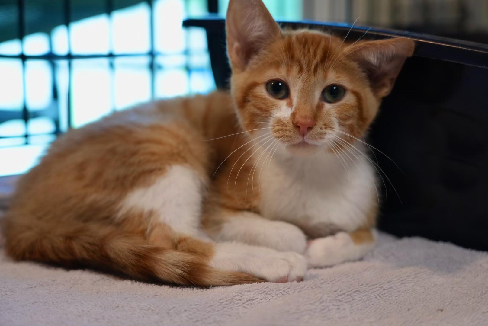 Enlarge Persimmon, a Adoptable Domestic Short Hair in Pinson, AL image 2/3