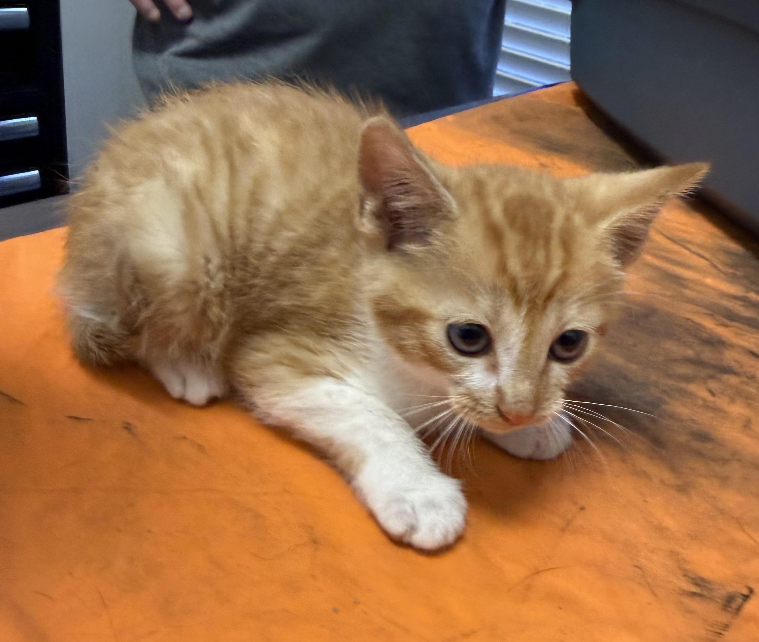 Persimmon, a Adoptable Domestic Short Hair in Pinson, AL image 2/2