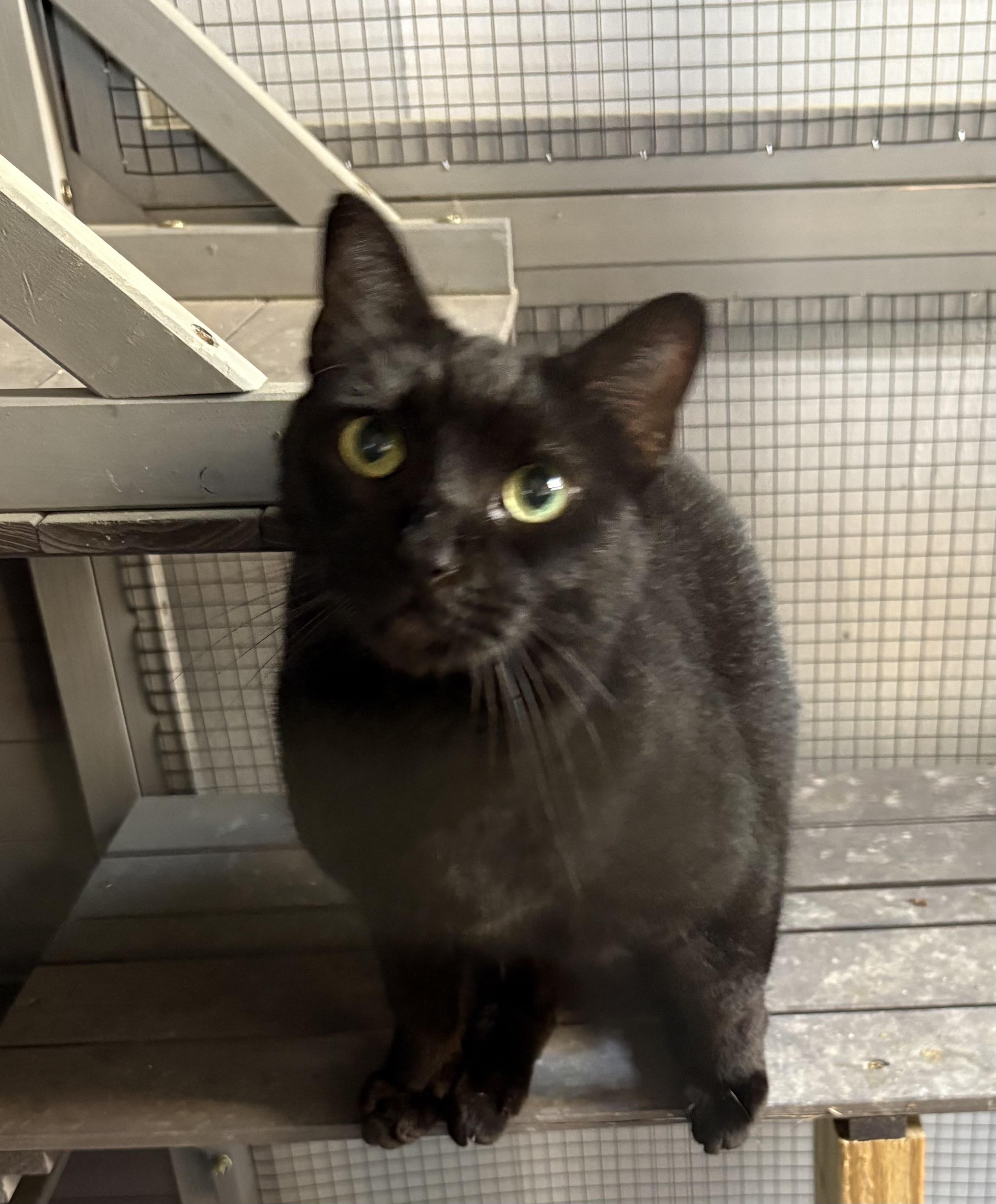Blanche, Adult Female Domestic Short Hair