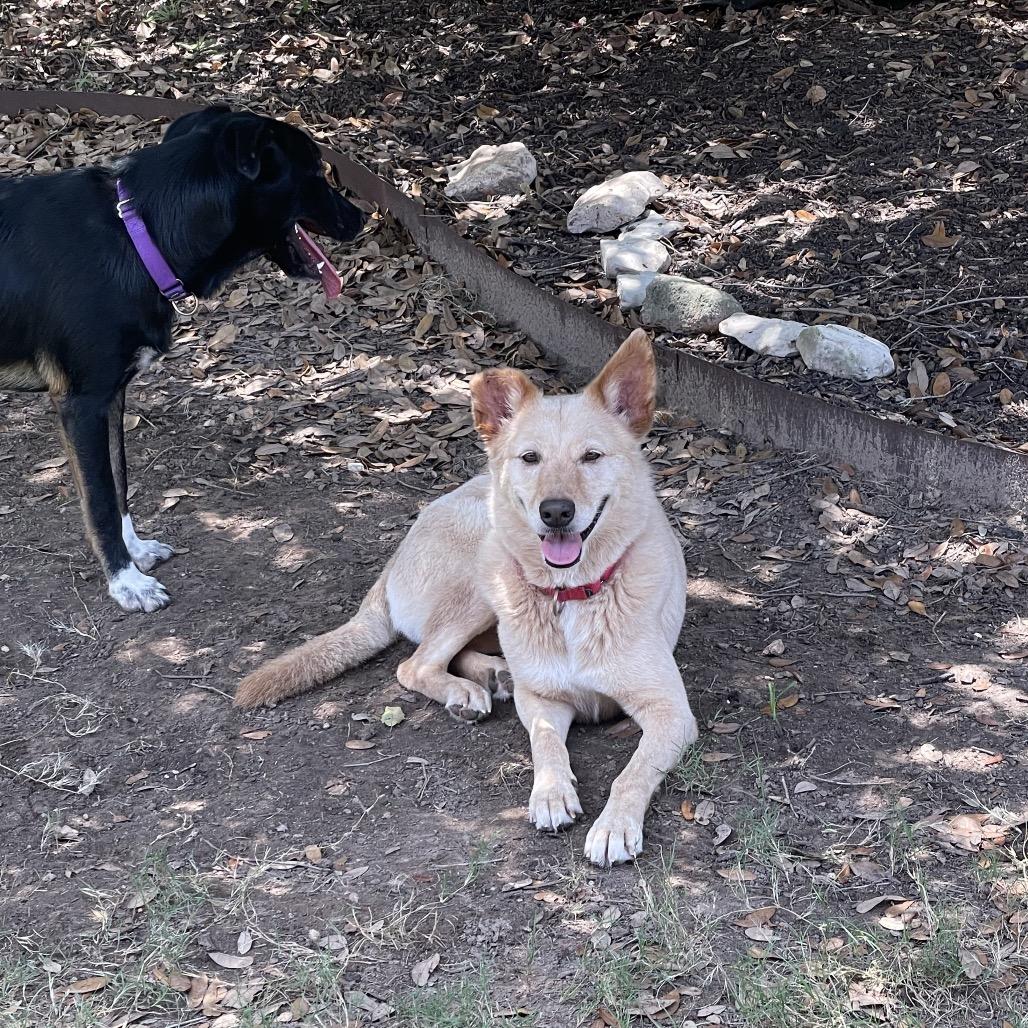 Iced Coffee, Adoptable, Adult Female Husky & Golden Retriever.