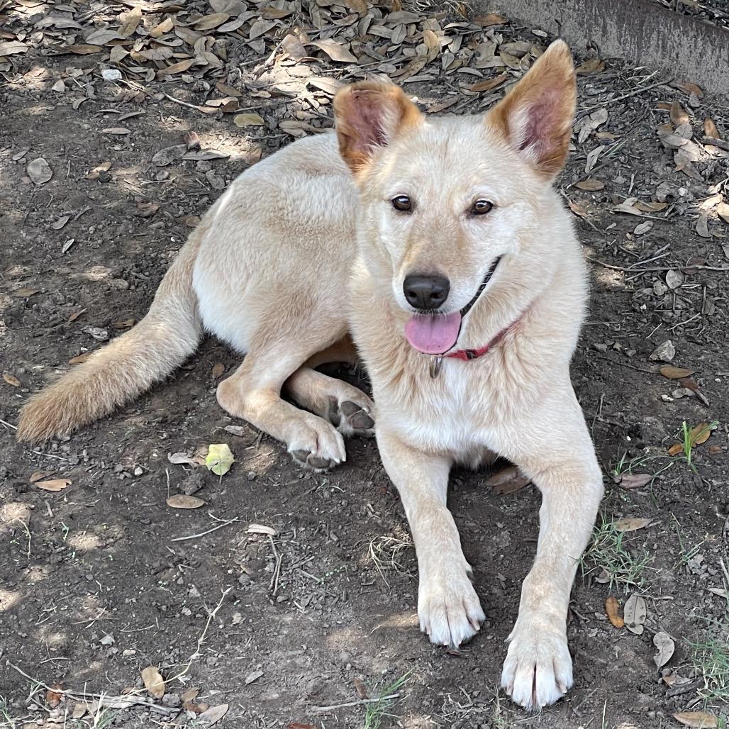 Enlarge Iced Coffee, a Adoptable mixed breed in Austin, TX image 2/6