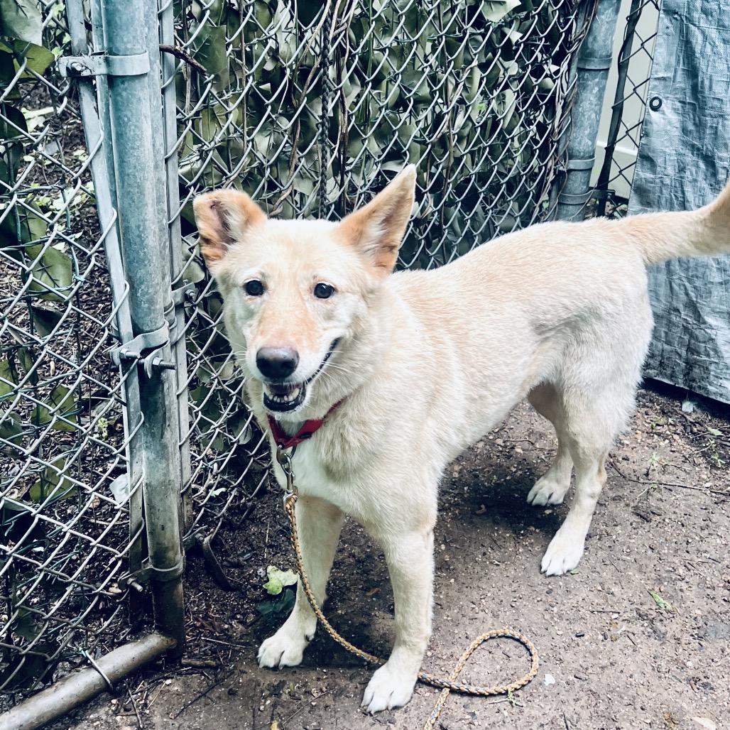 Enlarge Iced Coffee, a Adoptable mixed breed in Austin, TX image 3/6
