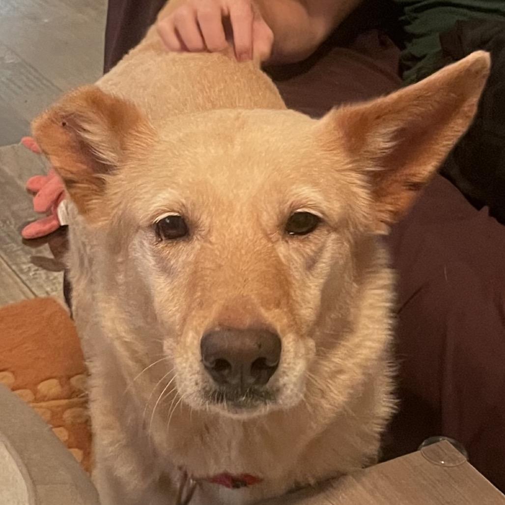 Enlarge Iced Coffee, a Adoptable mixed breed in Austin, TX image 5/6