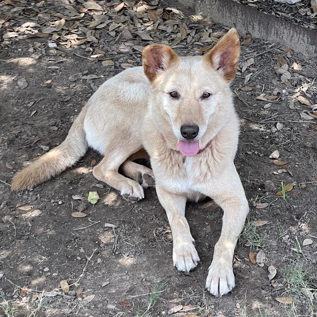 Enlarge Iced Coffee, a Adoptable mixed breed in Austin, TX image 6/6