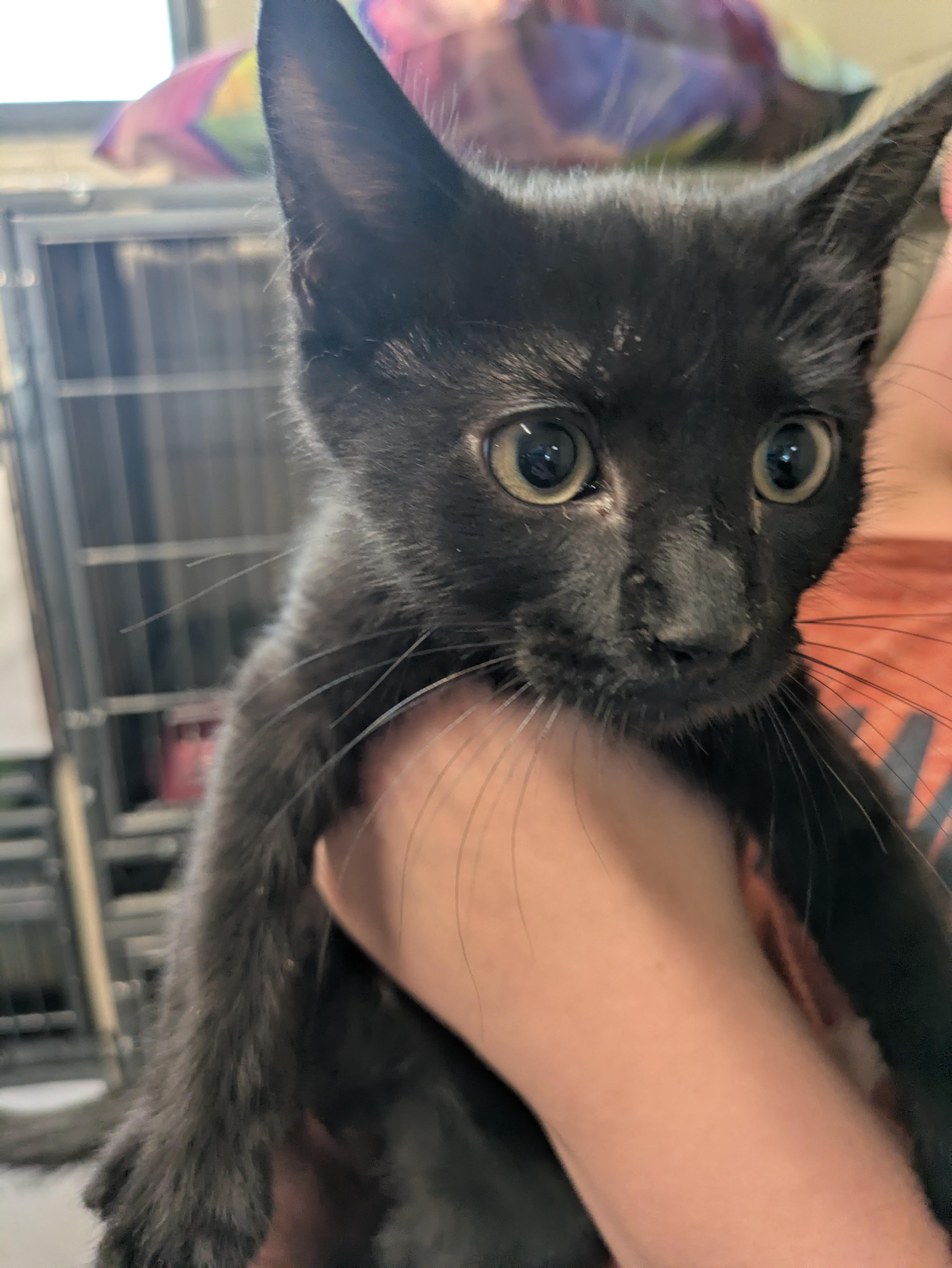 Enlarge Pork, a Adoptable mixed breed in Bedford, VA image 1/1