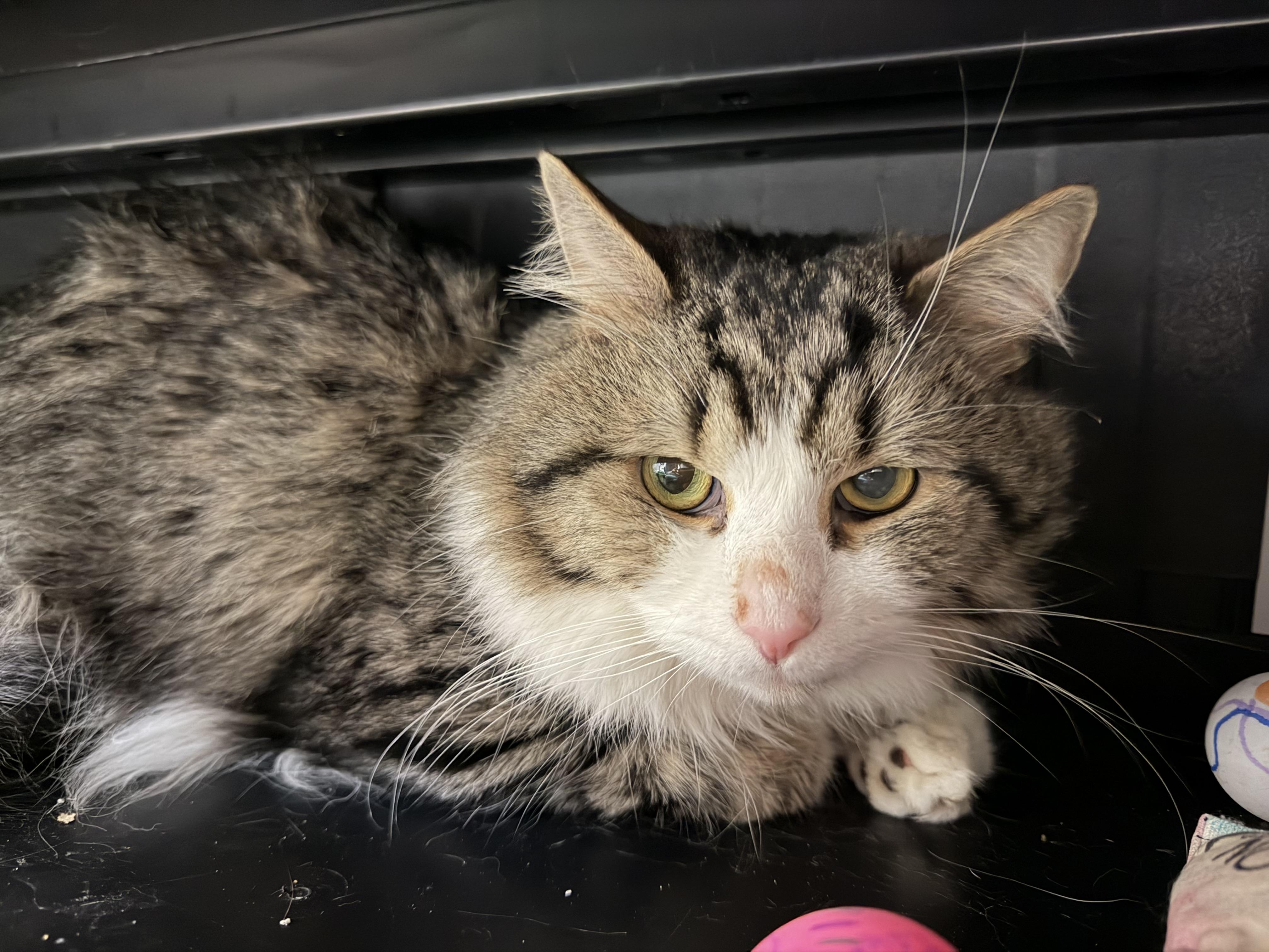 Enlarge Simon , an adopted mixed breed in Salem, NH image 1/1