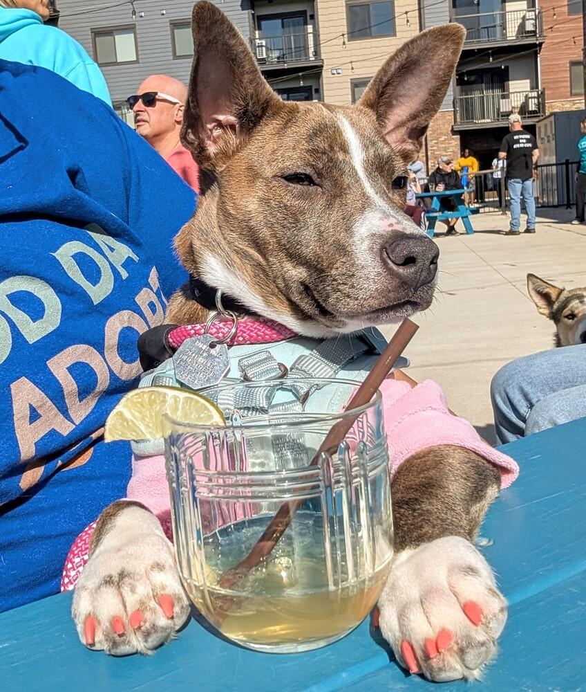 Enlarge Jasmine, a Adoptable mixed breed in Waunakee, WI image 1/6