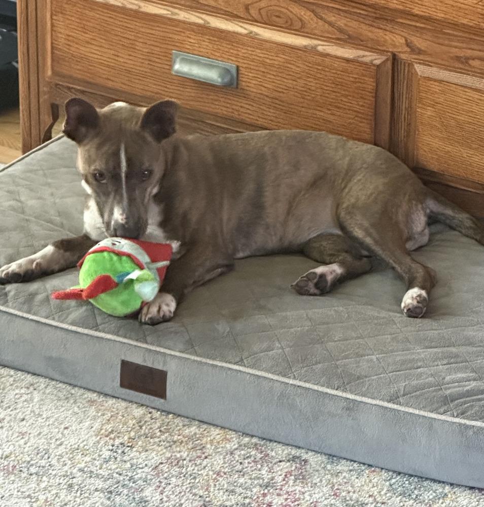 Enlarge Jasmine, a Adoptable mixed breed in Waunakee, WI image 2/6