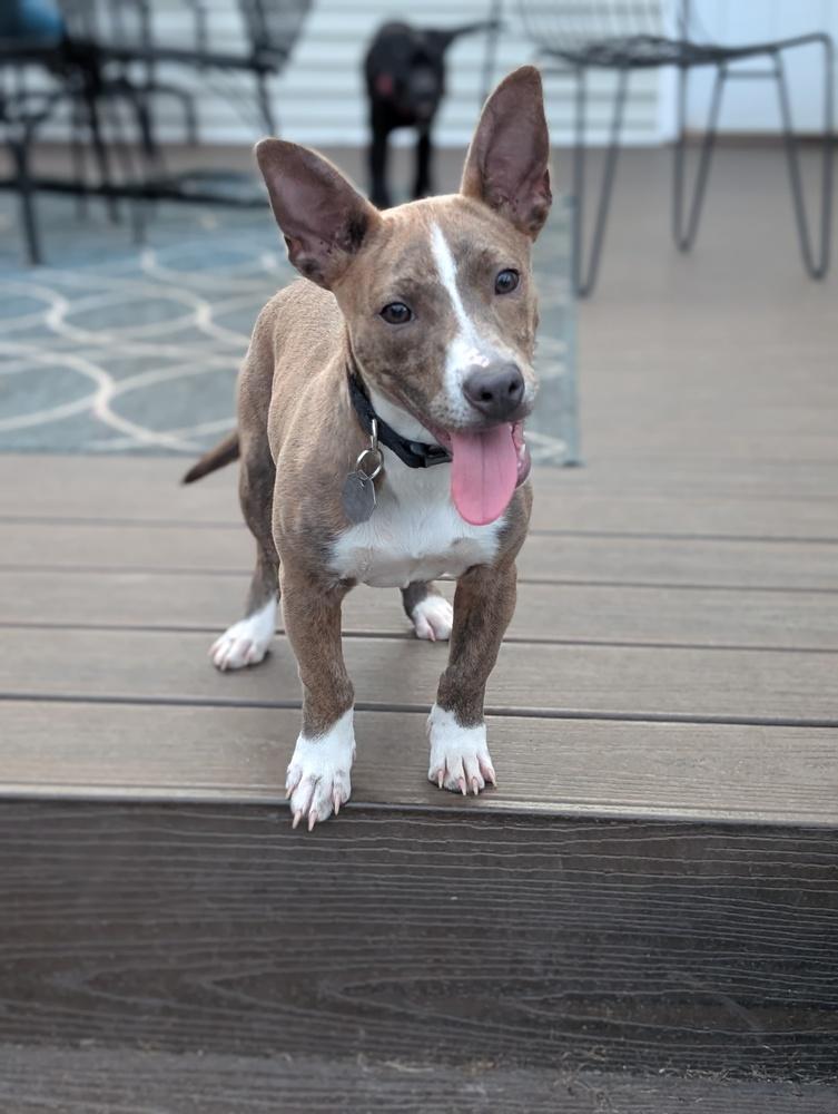 Enlarge Jasmine, a Adoptable mixed breed in Waunakee, WI image 3/6