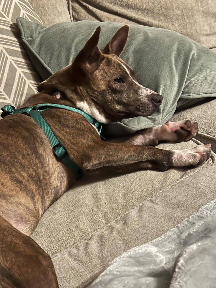 Enlarge Jasmine, a Adoptable mixed breed in Waunakee, WI image 4/6