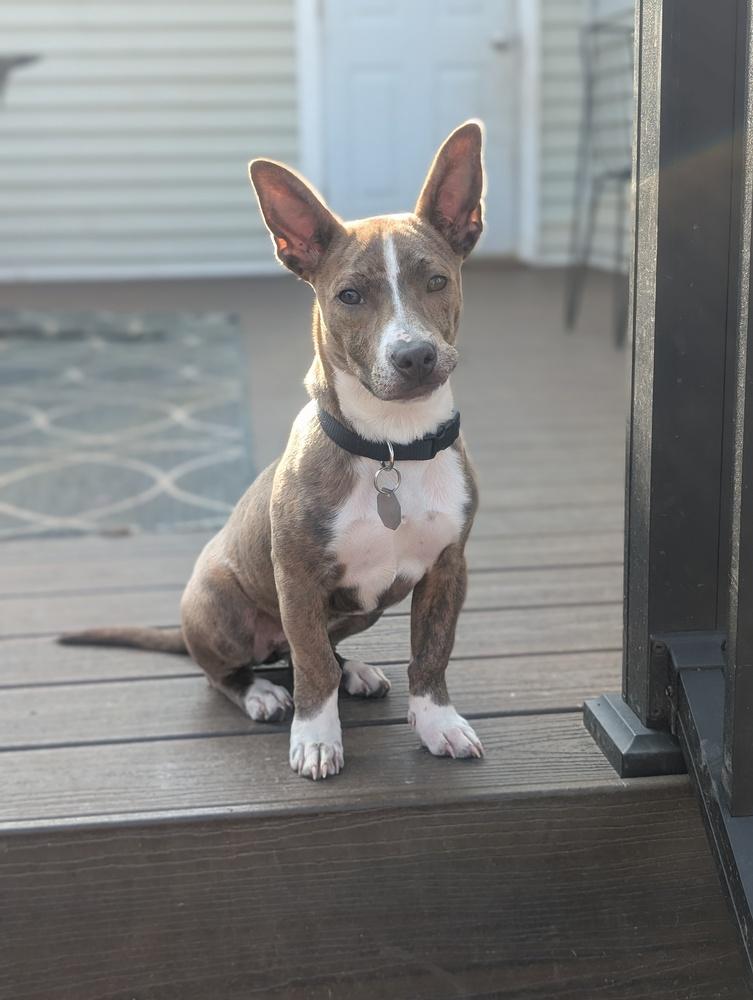 Enlarge Jasmine, a Adoptable mixed breed in Waunakee, WI image 5/6