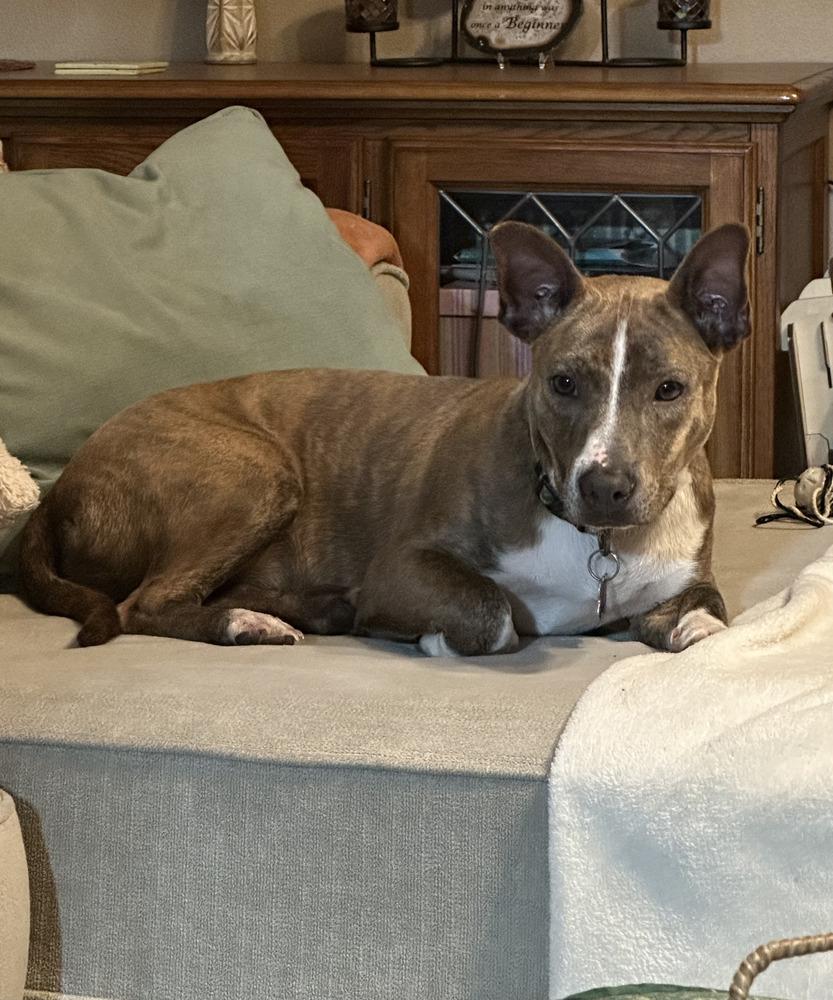 Enlarge Jasmine, a Adoptable mixed breed in Waunakee, WI image 6/6