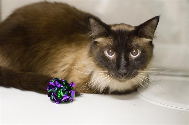 Enlarge SINATRA, a Adoptable Domestic Medium Hair in South Lake Tahoe, CA image 1/1