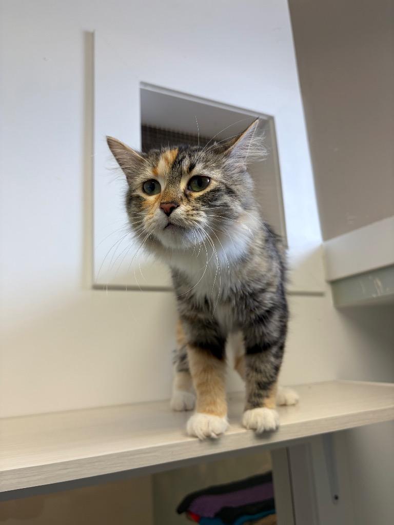Lunah, Adoptable, Young Female Domestic Long Hair.