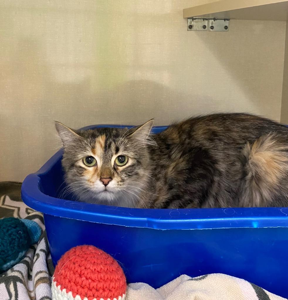 Lunah, a Adoptable mixed breed in Winnipeg, MB image 2/2