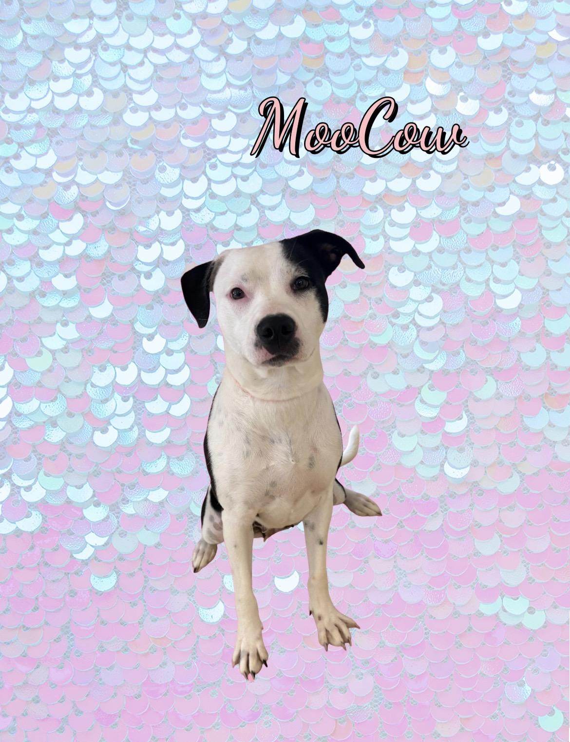 Enlarge MooCow, a Adoptable mixed breed in New Castle, IN image 1/1