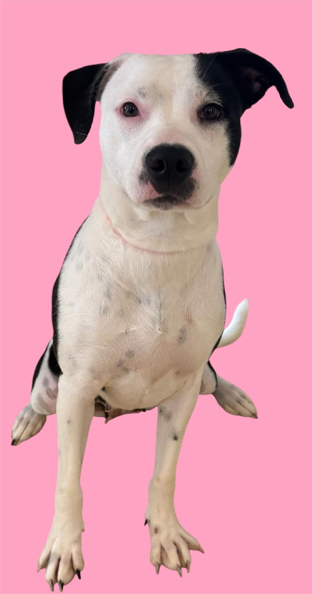 Enlarge MooCow, a Adoptable mixed breed in New Castle, IN image 1/1