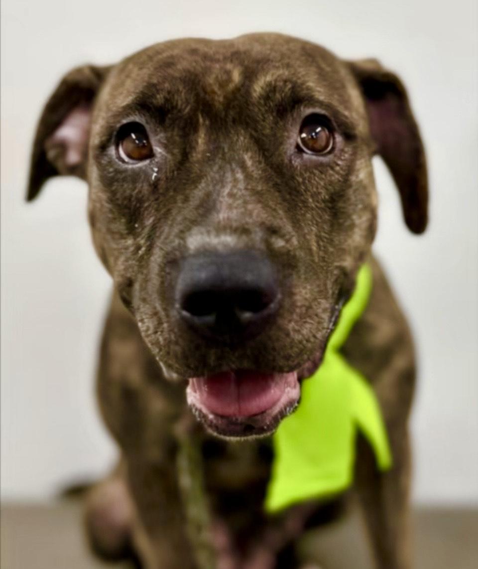 Enlarge Juliet, an adoptable Pit Bull Terrier in Los Angeles, CA image 1/2