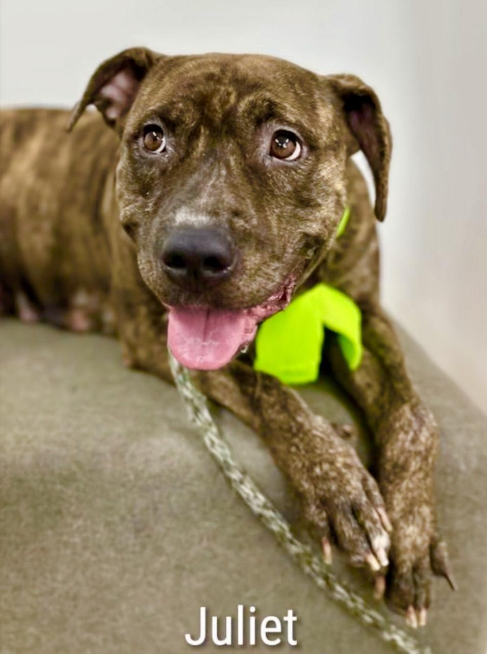 Juliet, adoptable, Young Female Pit Bull Terrier.